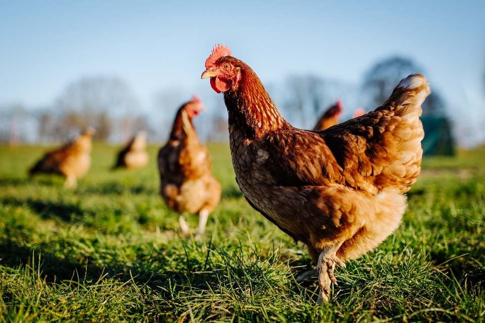 Medidas de alojamento introduzidas para proteger aves de capoeira e outras aves cativas