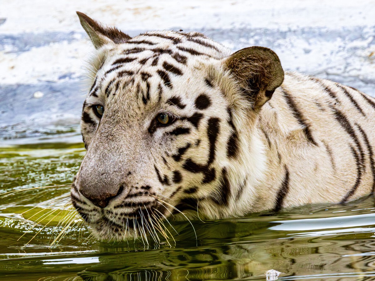 Nascem dos tigres brancos na reserva África BioZoo, em Veracruz. Foram concebidos por meio de inseminação artificial.