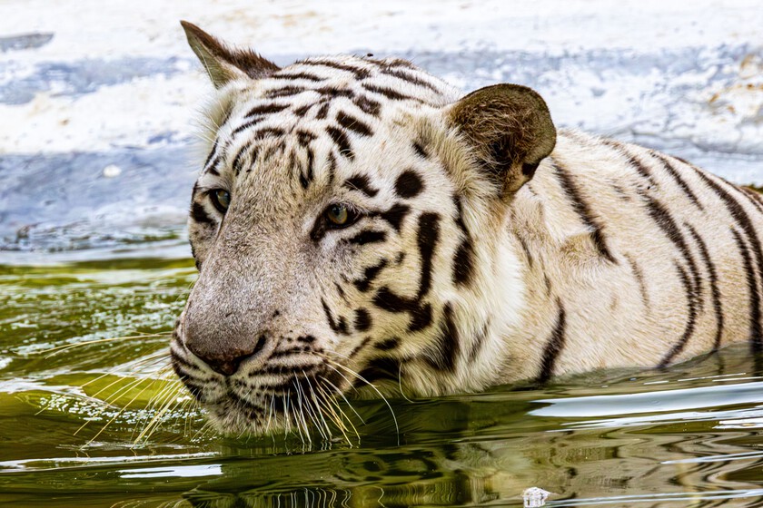 Nascem dos tigres brancos na reserva África BioZoo, em Veracruz. Foram concebidos por meio de inseminação artificial.