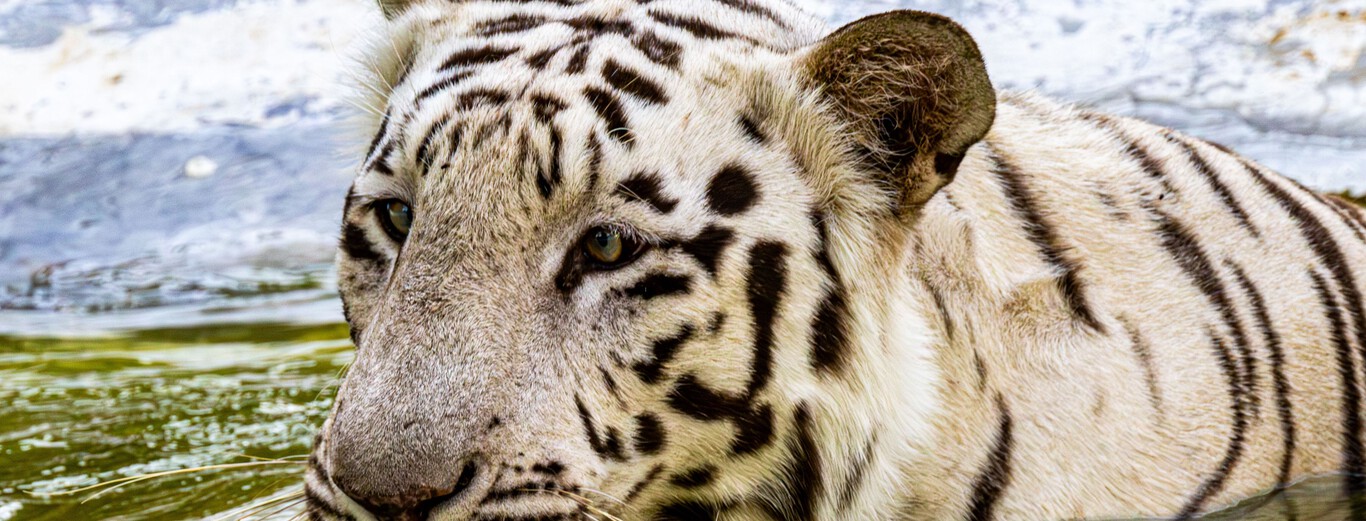 Nascem dos tigres brancos na reserva África BioZoo, em Veracruz. Foram concebidos por meio de inseminação artificial.