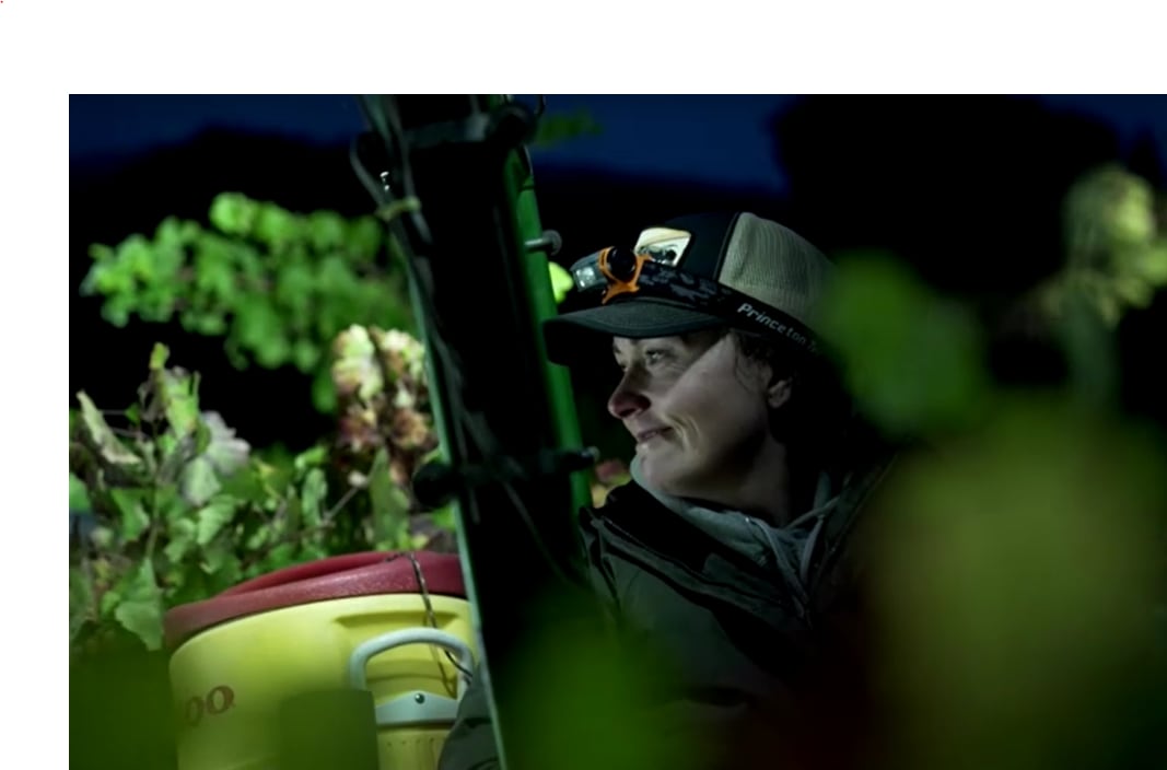 Crise no vinho dos EUA: por que produtores da Califórnia estão transformando uvas caras em adubo?